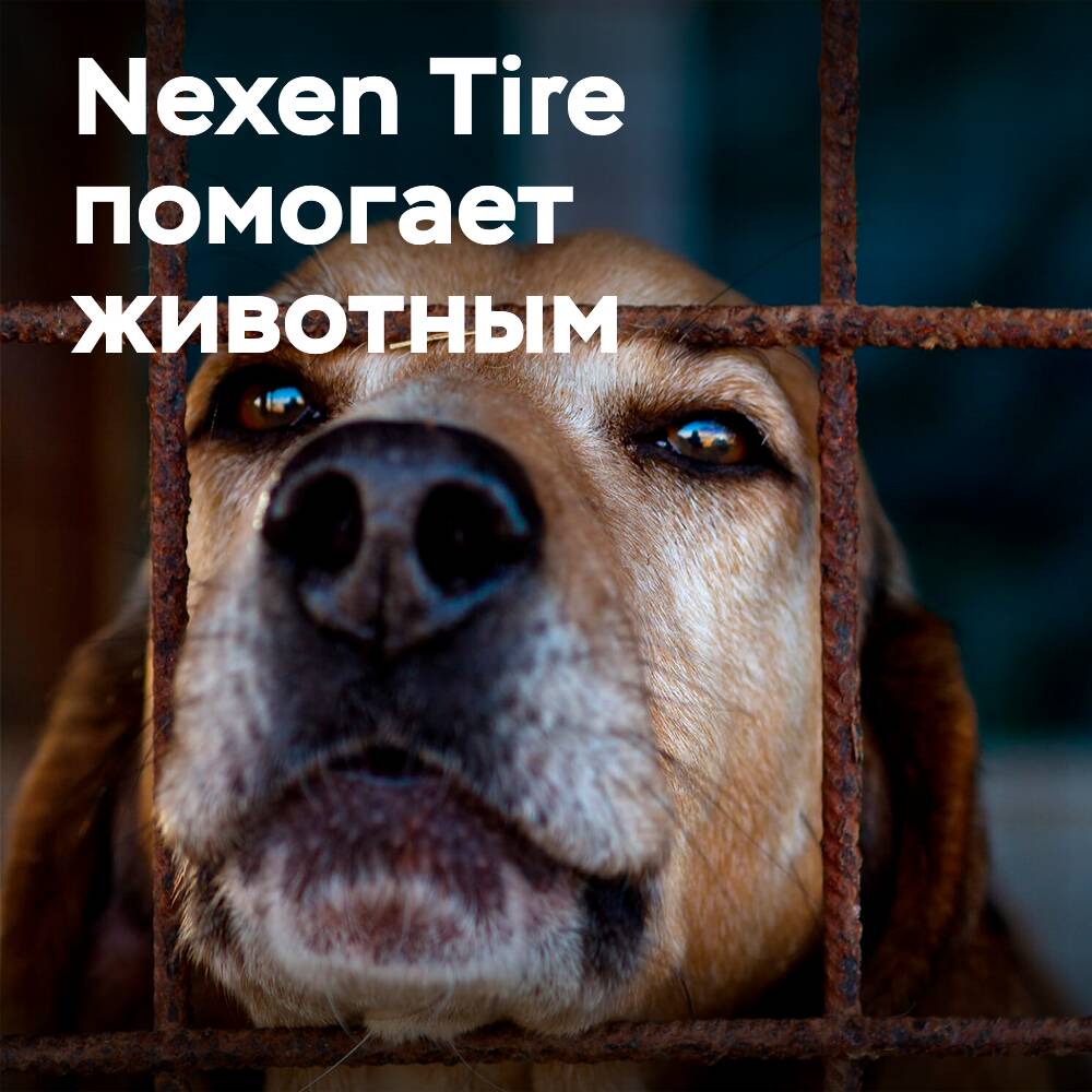 Nexen Tire colabora con estaciones de rescate de animales