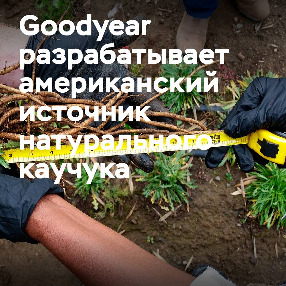 Goodyear colabora en el desarrollo de una fuente de caucho natural en EE. UU.
