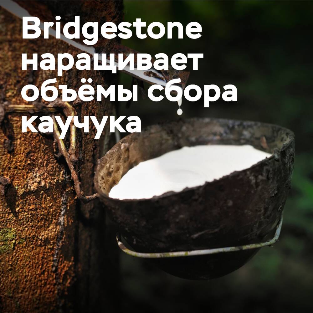 Bridgestone invierte en el aumento de la recolección de caucho