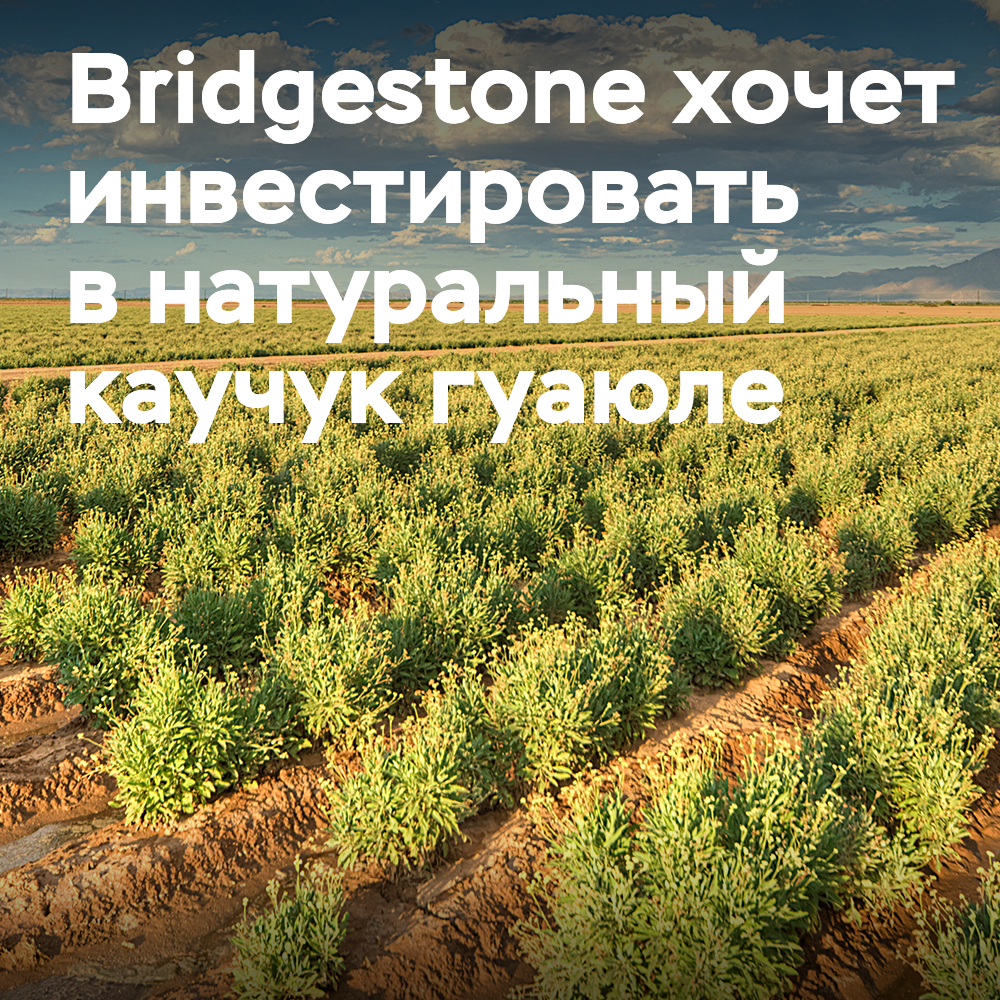 Bridgestone planea comercializar el caucho natural de guayule