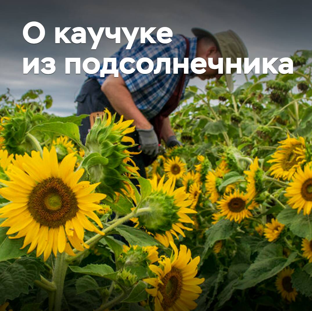 La startup estadounidense pretende comercializar el caucho del girasol