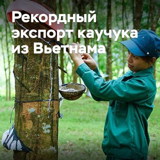 Вьетнам поставил рекорд по экспорту каучука
