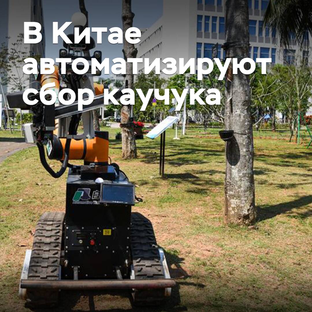 En China, se está automatizando la recolección del caucho natural