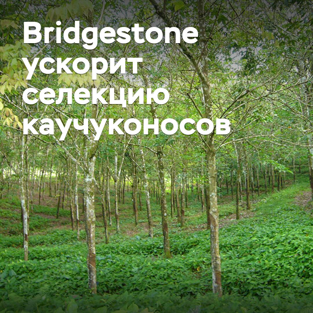 Bridgestone acelerará la selección de cauchos